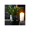 Poisonous Plants Plant Pot